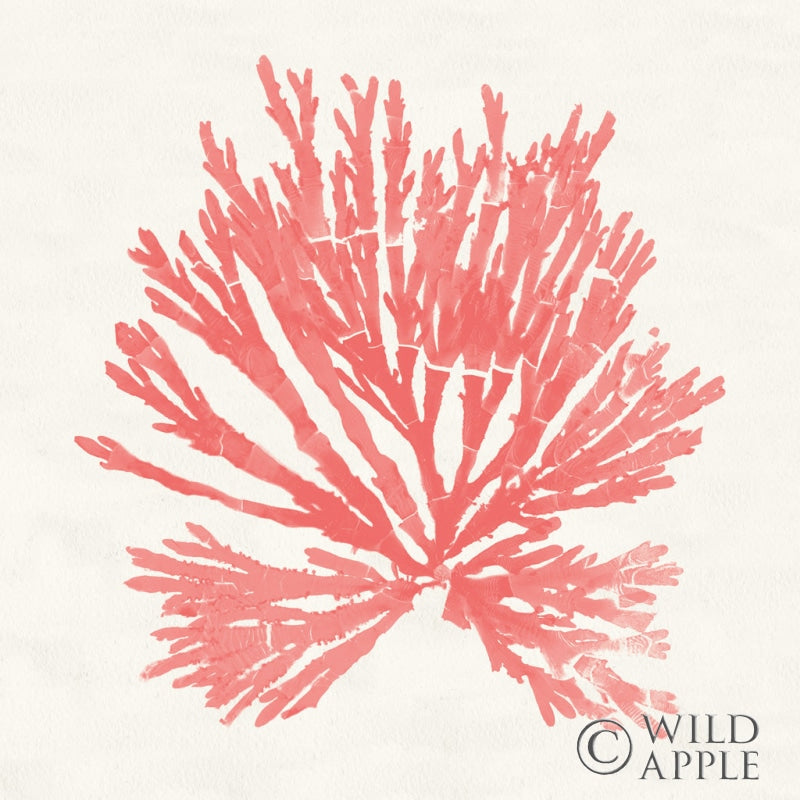 Reproduction of Pacific Sea Mosses II Coral by Wild Apple Portfolio - Wall Decor Art