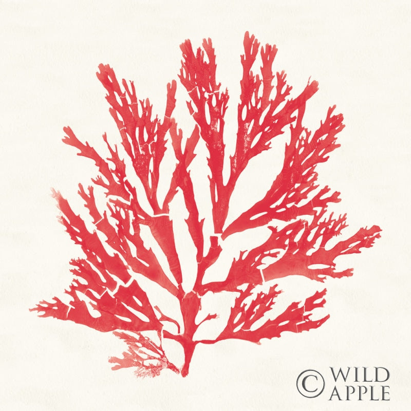 Reproduction of Pacific Sea Mosses I Red by Wild Apple Portfolio - Wall Decor Art