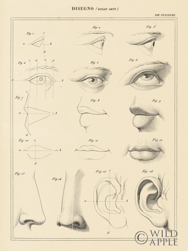 Reproduction of Face Chart by Wild Apple Portfolio - Wall Decor Art