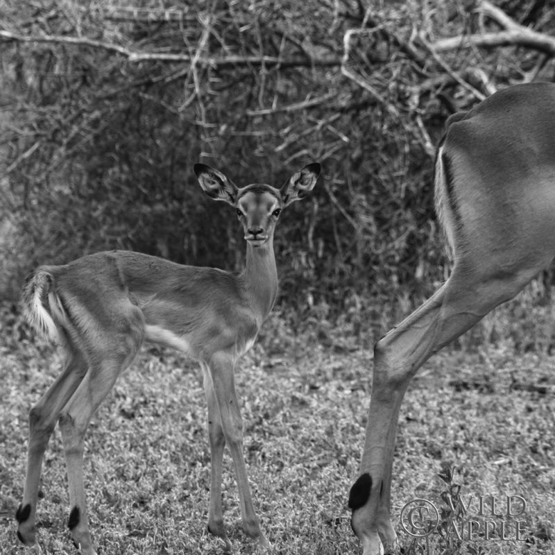 Reproduction of Impala and Baby by Aledanda - Wall Decor Art