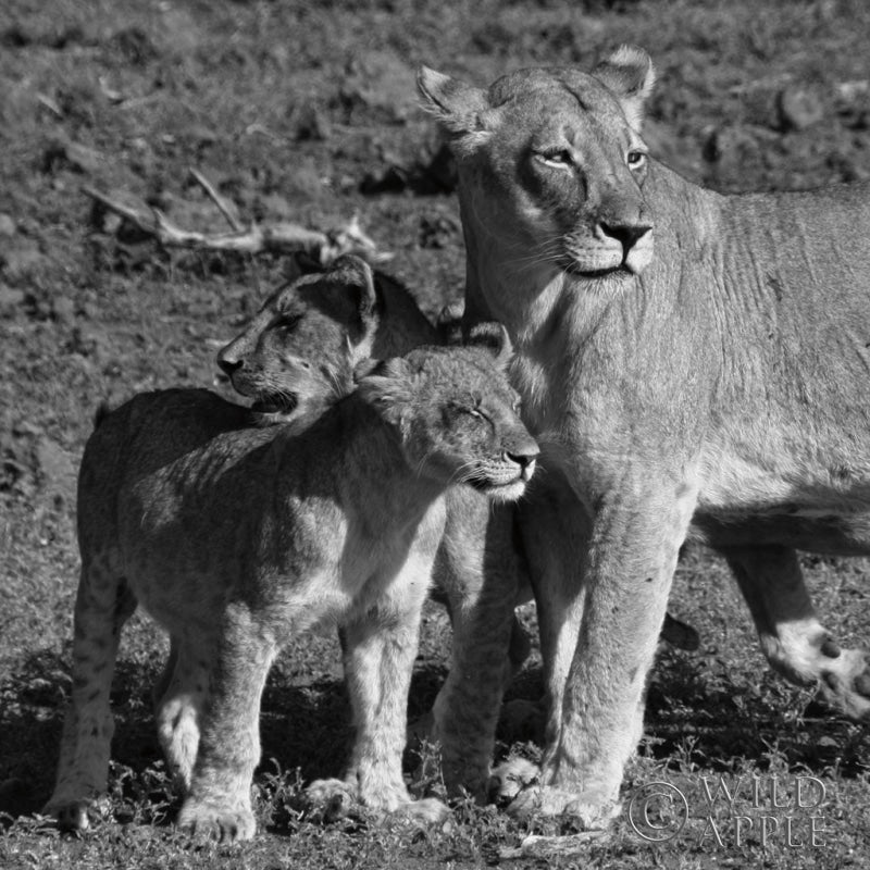 Reproduction of Lioness and Cubs by Aledanda - Wall Decor Art