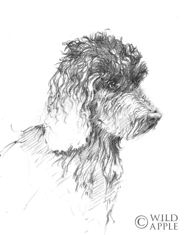 Reproduction of Labradoodle Sketch by Avery Tillmon - Wall Decor Art