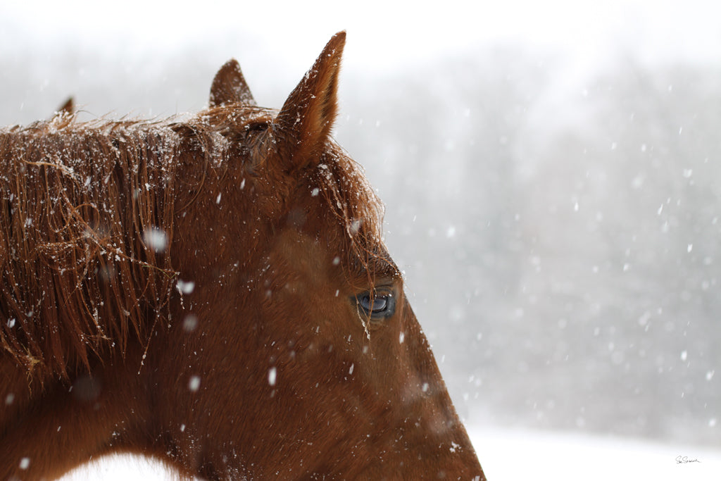 Reproduction of Snowy Caleb by Sue Schlabach - Wall Decor Art