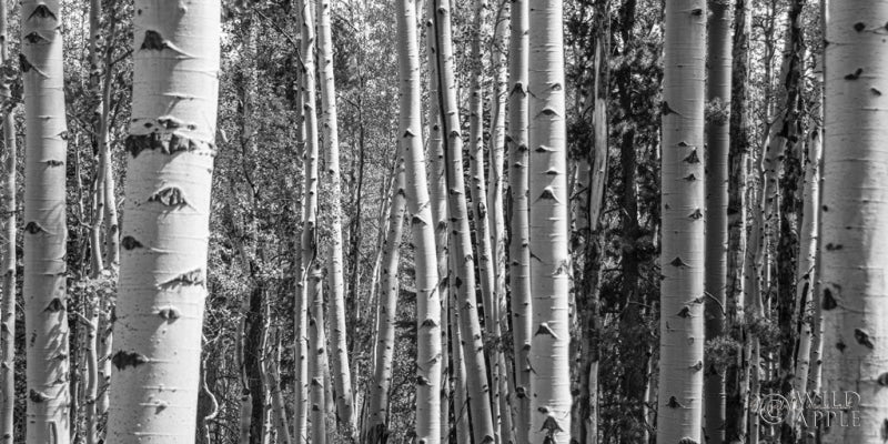 Reproduction of Aspen Grove by Elizabeth Urquhart - Wall Decor Art