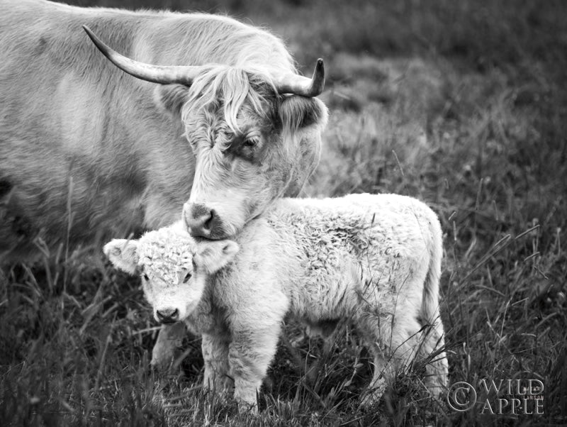 Reproduction of Cow Care Crop by Nathan Larson - Wall Decor Art