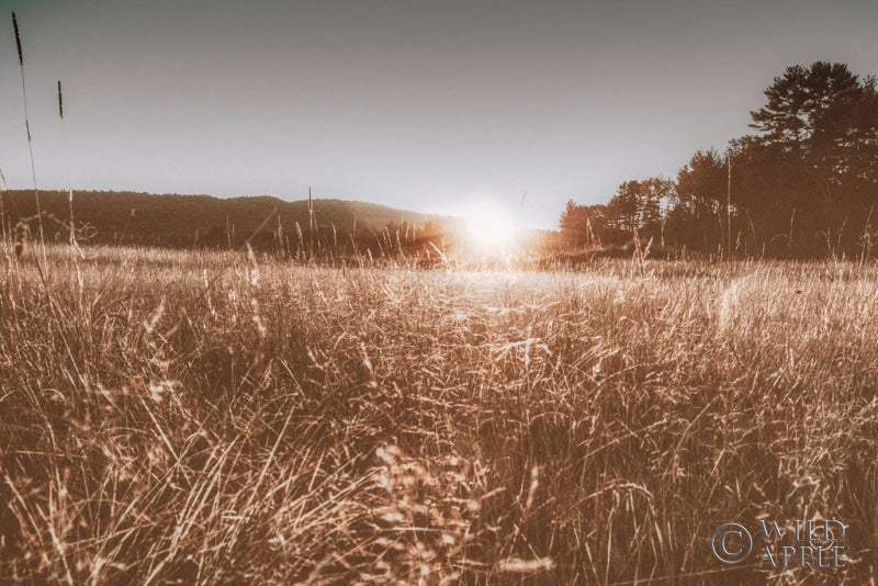 Reproduction of Fields of Gold by Nathan Larson - Wall Decor Art