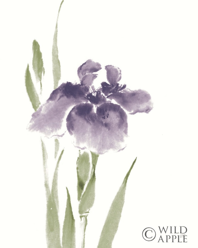 Reproduction of Japanese Iris III Purple Crop by Chris Paschke - Wall Decor Art