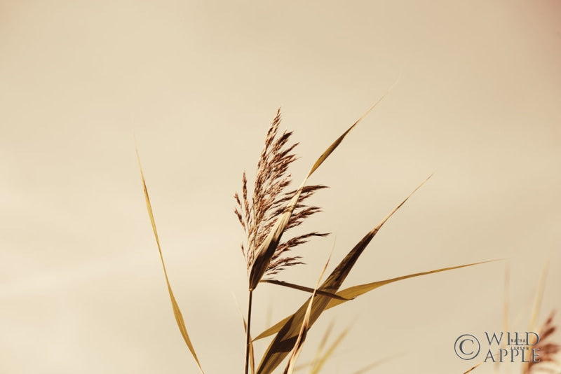 Reproduction of Summer Reeds II by Nathan Larson - Wall Decor Art