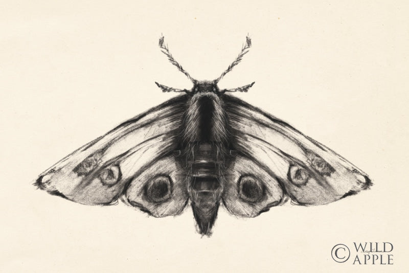 Reproduction of Moth II by Avery Tillmon - Wall Decor Art