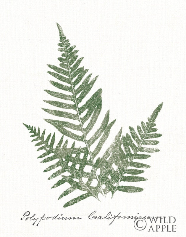 Reproduction of Vintage Ferns XI no Border White by Wild Apple Portfolio - Wall Decor Art