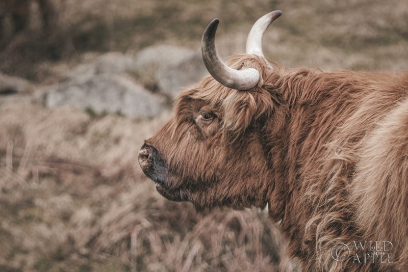 Reproduction of Highland Cow on Watch Faded by Nathan Larson - Wall Decor Art