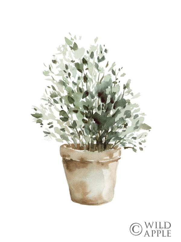 Reproduction of Potted Herbs by Katrina Pete - Wall Decor Art