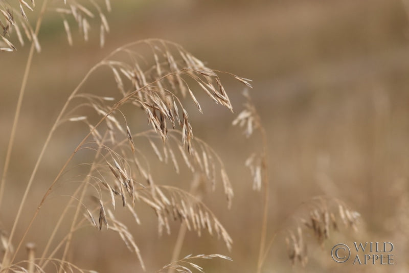 Reproduction of Golden Grasses I by Sue Schlabach - Wall Decor Art