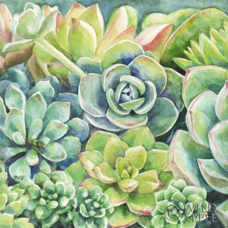 Reproduction of Succulents by Leslie Trimbach - Wall Decor Art