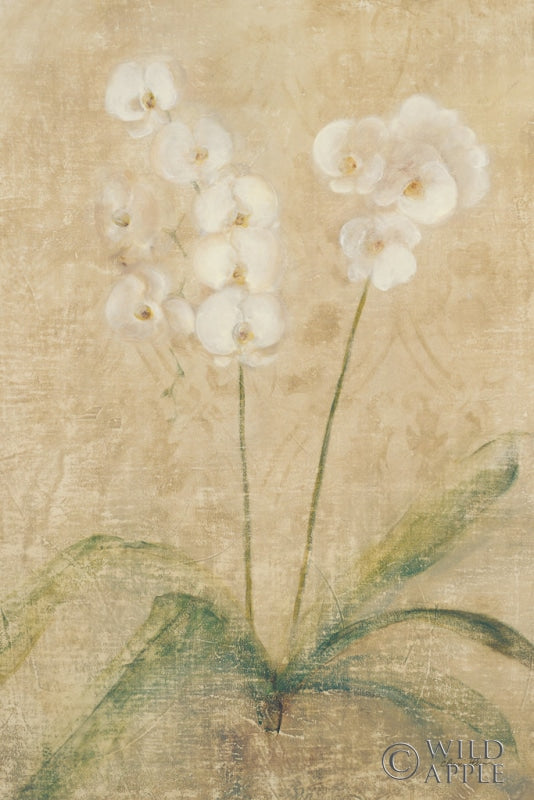 Reproduction of Orchid by Cheri Blum - Wall Decor Art