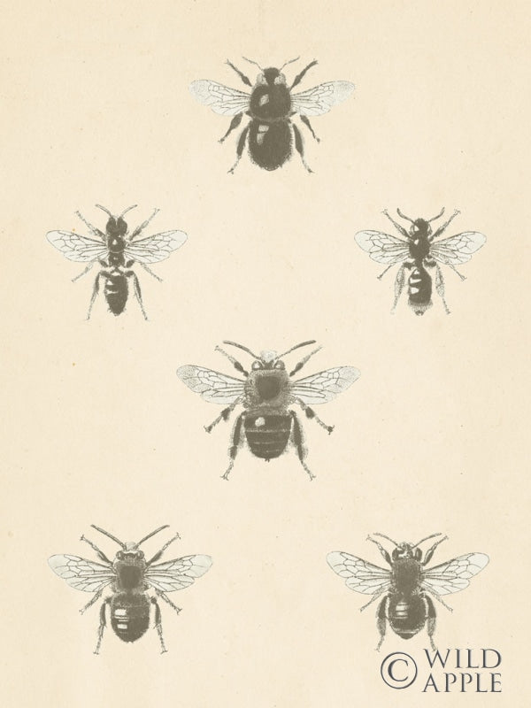 Reproduction of Bee Chart I Crop by Wild Apple Portfolio - Wall Decor Art