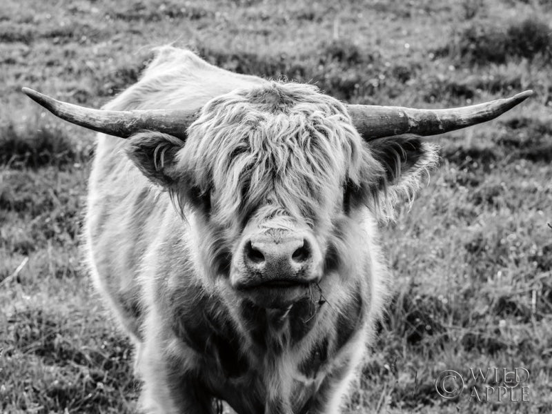 Reproduction of Highland Cow Staring Contest Crop by Nathan Larson - Wall Decor Art