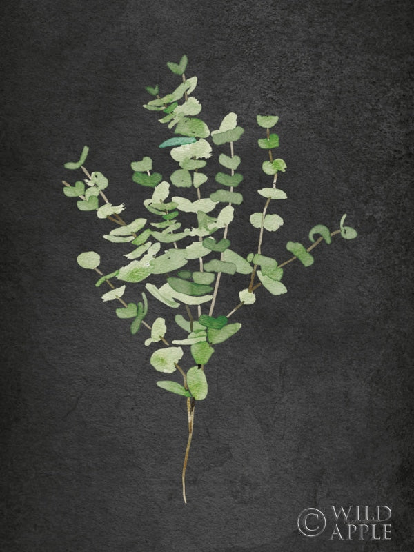 Reproduction of Gentle Eucalyptus on Black by Mercedes Lopez Charro - Wall Decor Art