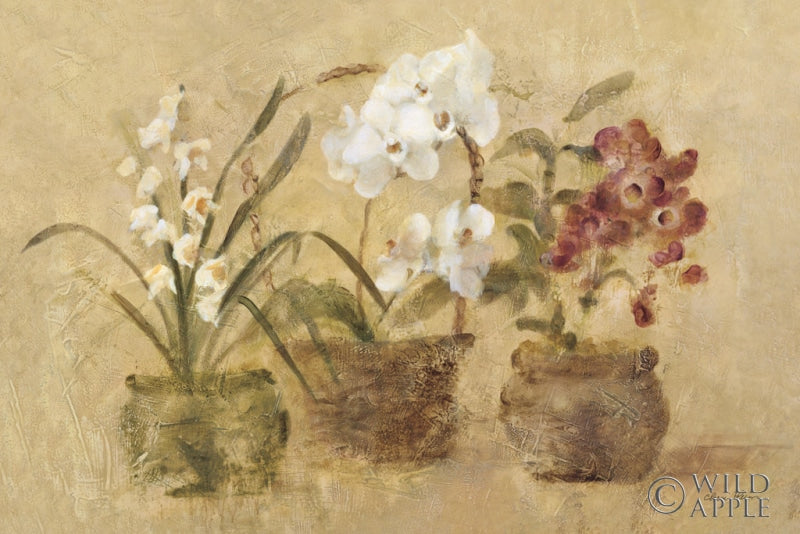 Reproduction of Collection of Orchids by Cheri Blum - Wall Decor Art